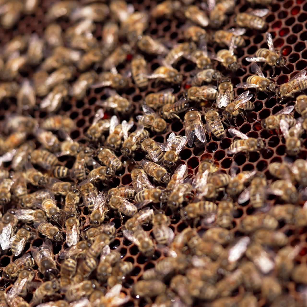 Swarm of bees working on honeycomb. Many bees crawling on a frame making organic honey in bright sunny day. Close-up