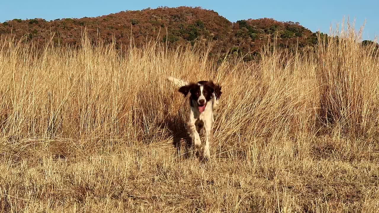 springer spaniel estallando por detrás de la hierba alta y larga en cámara lenta - lleno de energía