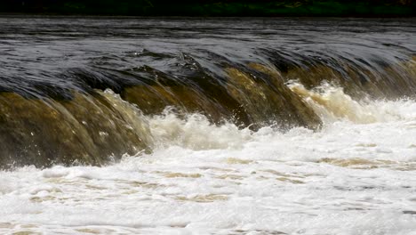 vimba fish in kuldiga, sunny spring day, slow motion medium shot