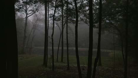 a shot of a pond in a forest with the fog hovering above. shot was taken near sunset.