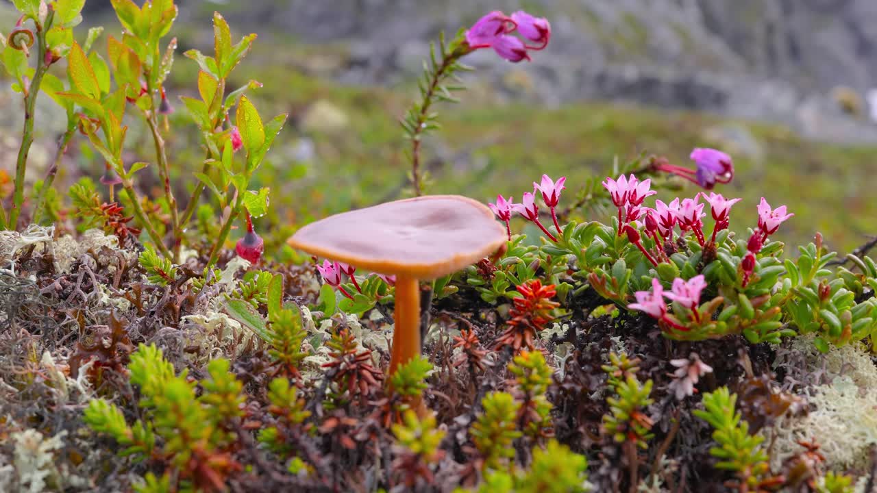 Arctic Tundra. Beautiful Nature Norway natural landscape.
