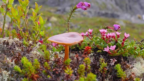 arctic tundra. beautiful nature norway natural landscape.