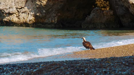 a beautiful osprey bird washing itself in salt water on the beach of curacao - wide shot