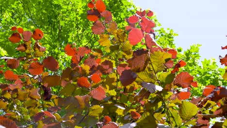 Follaje-De-Arbusto-Rojo-Brillante-A-La-Luz-De-Los-Rayos-Del-Sol-Con-Una-Brisa-Ligera,-árboles-Verdes-Y-Cielo-Azul-Sobre-Un-Fondo-Borroso