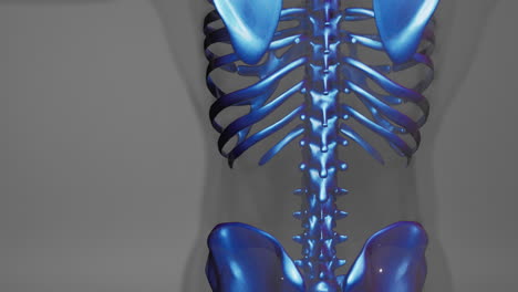 anatomy of human skeleton illustration