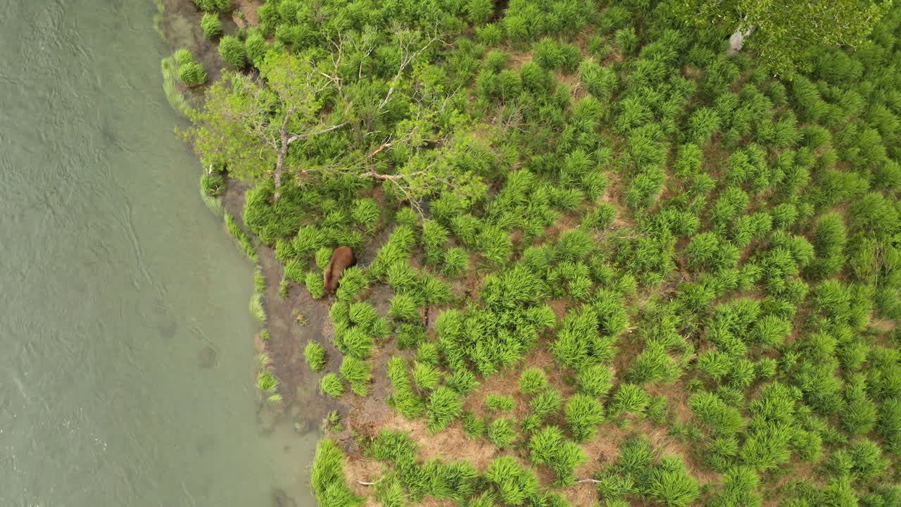 강둑을 따라 숲에서 나오는 불곰의 항공 영상