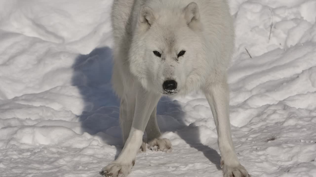 lobo ártico masticando nieve slomo