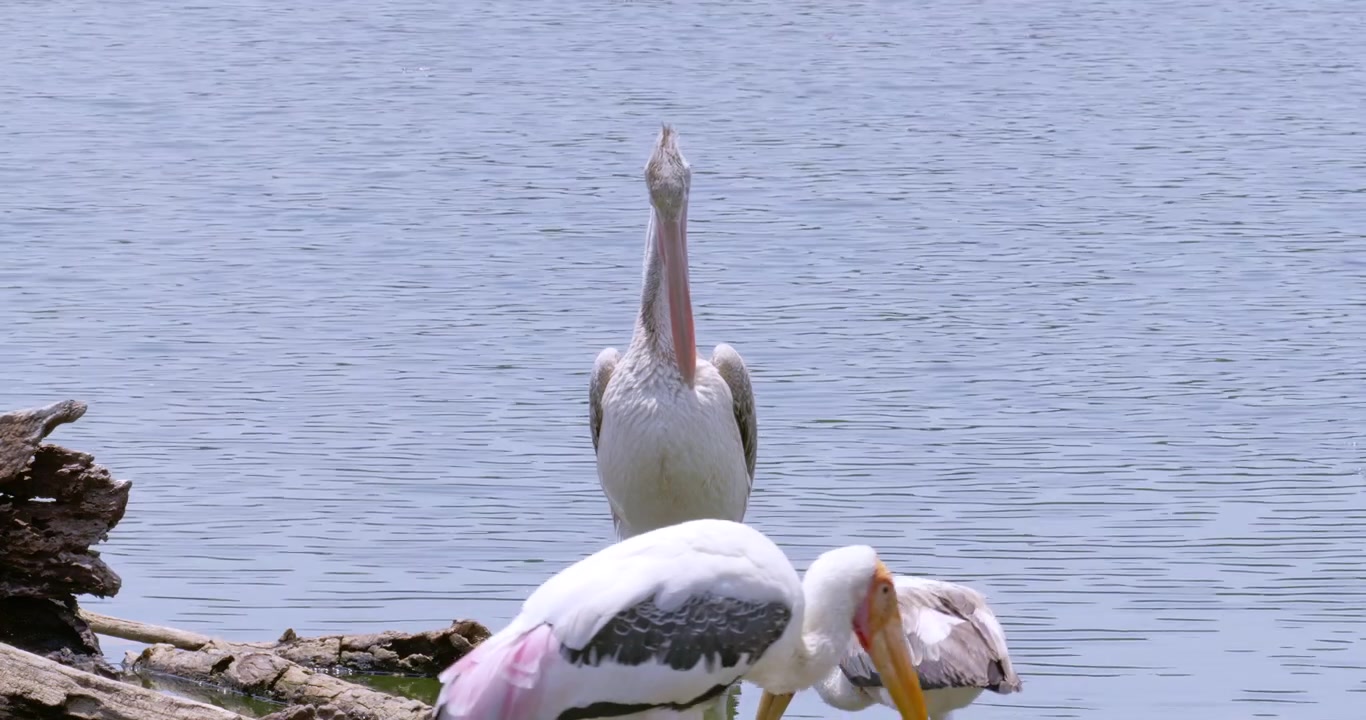Pelicano estende graciosamente as suas asas perto da água, exibindo a sua beleza num ambiente natural tranquilo
