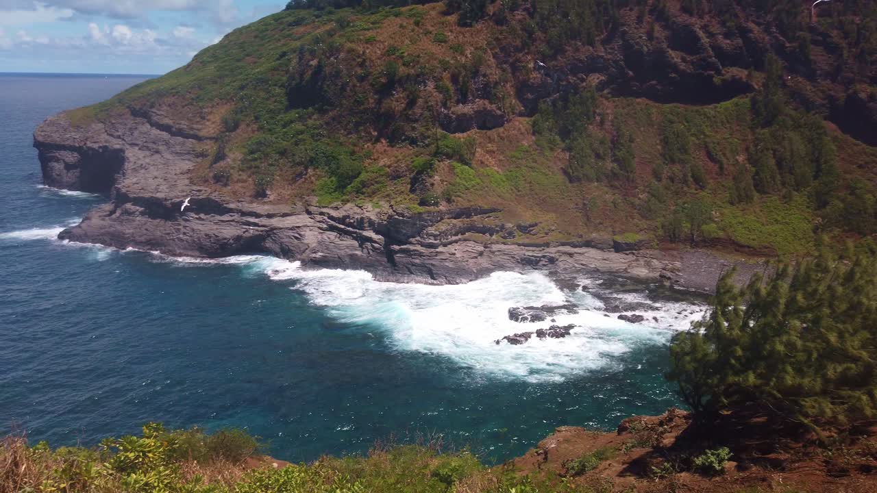 Gimbal wide panning shot of seabirds flying around the rocky cliffs at Kilauea Point on the Hawaiian island of Kaua'i