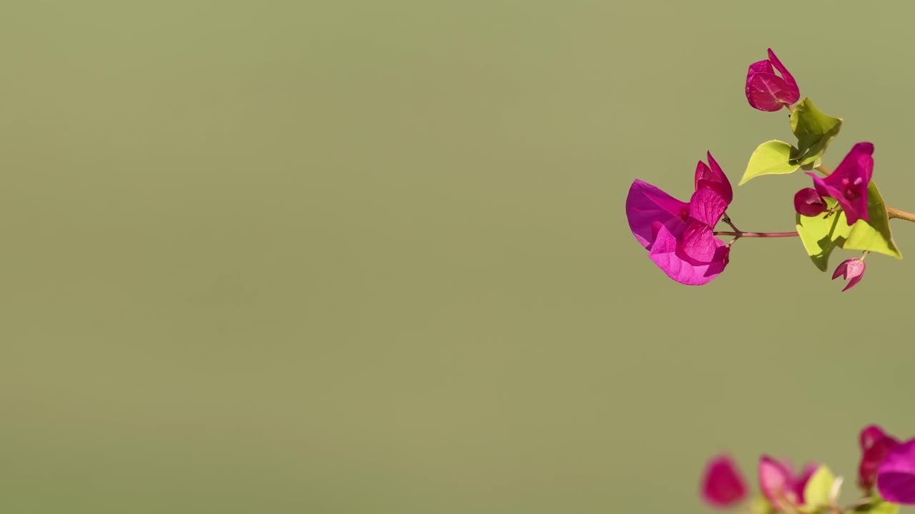 A detailed view of vibrant pink bougainvillea flowers with a soft green backdrop, capturing their delicate beauty.