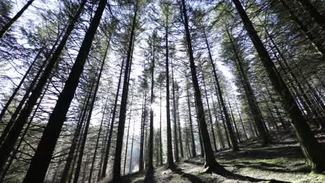 Vista-Desde-Abajo-De-Los-árboles-De-Un-Bosque.