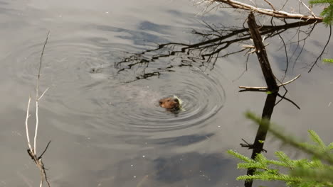 zoom in an otter swimming in the lake immersed in the forest