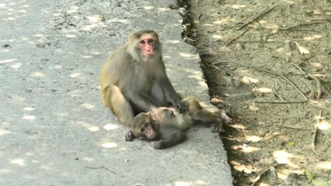 wild macaque monkeys sitting and relaxing in the walkway on monkey island in nha trang, vietnam