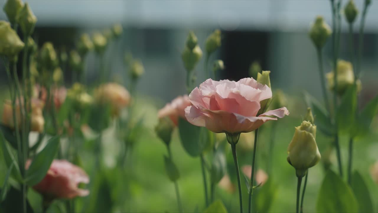 농장에서 고립 된 개화 꽃