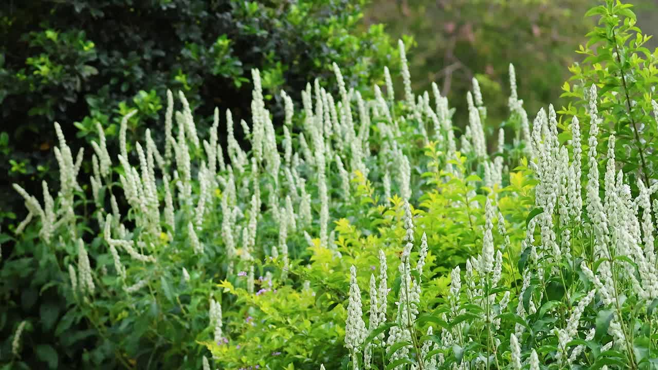 꽃 이 있는 푸른 정원