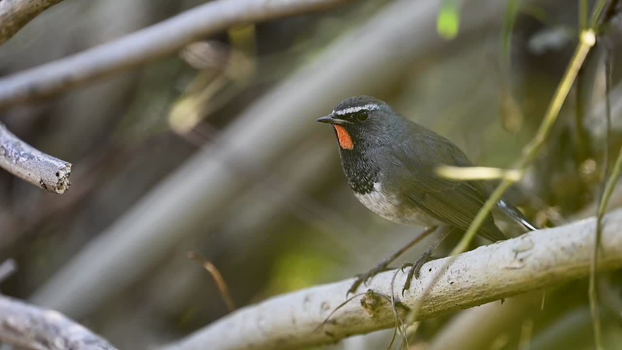 The Ruby-throat leaps lightly between perches, its vivid throat catching sunlight during the quick motion