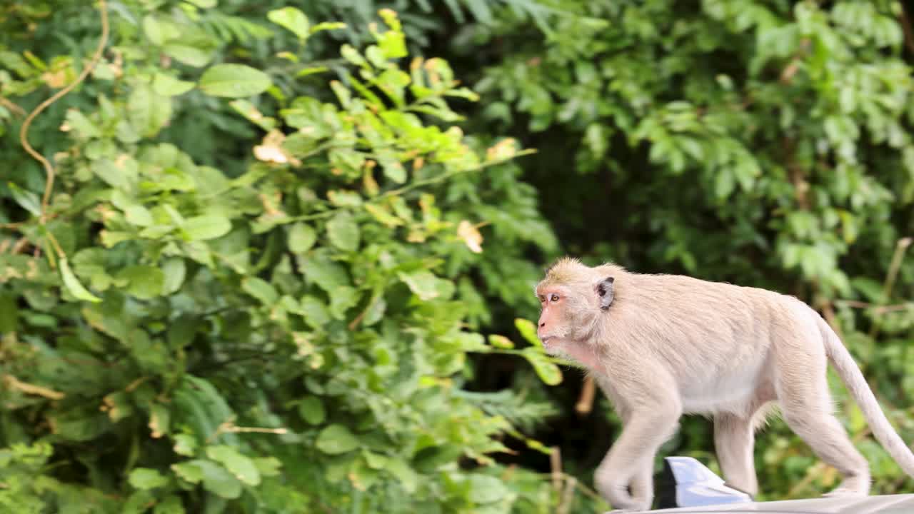 el macaco comedor de cangrejos explora un coche en la naturaleza