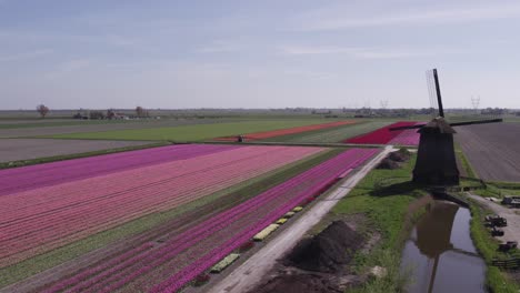 Colourful-dutch-tulip-fields-near-iconic-windmill-during-bright-day,-aerial