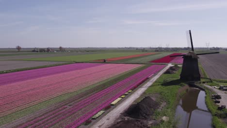 Coloridos-Campos-De-Tulipanes-Holandeses-Cerca-Del-Icónico-Molino-De-Viento-Durante-El-Día-Brillante,-Aéreo