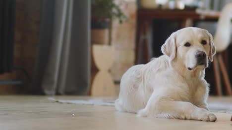 golden retriever lying on the floor