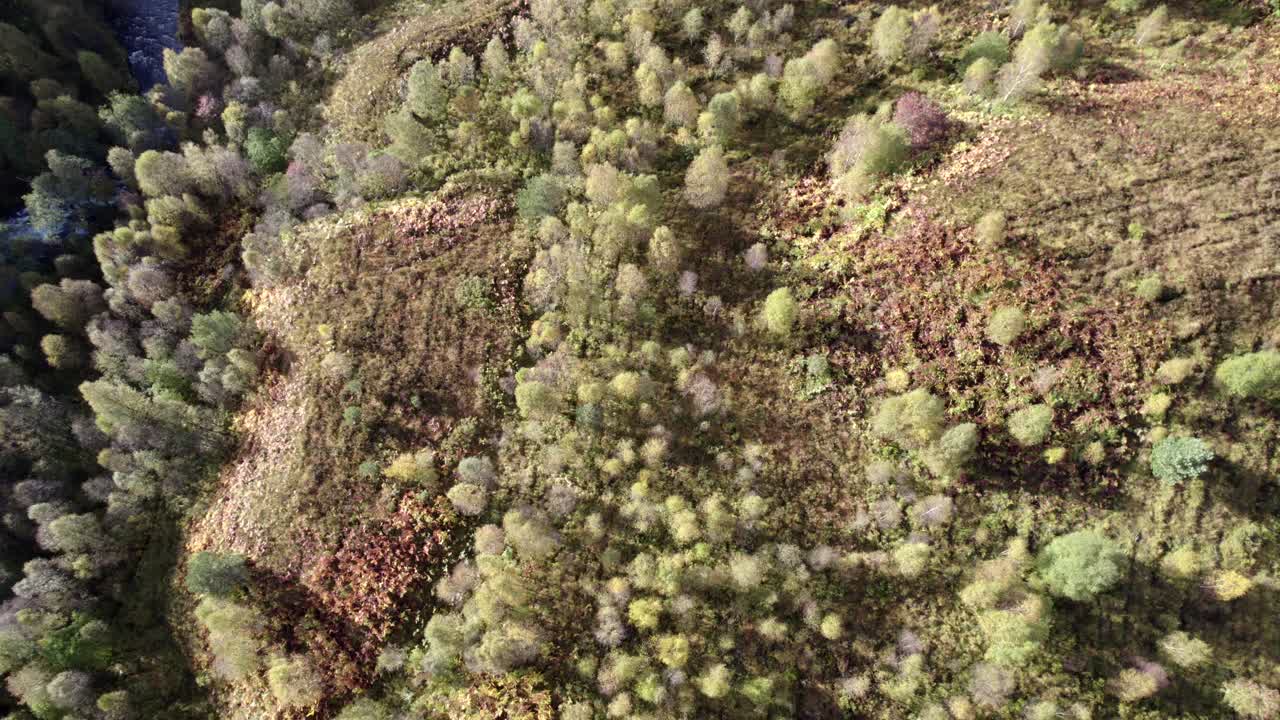 un dron vuela hacia atrás sobre un río, un colorido bosque de abedules nativos y un fragmento aislado del antiguo bosque de pinos caledonios en otoño