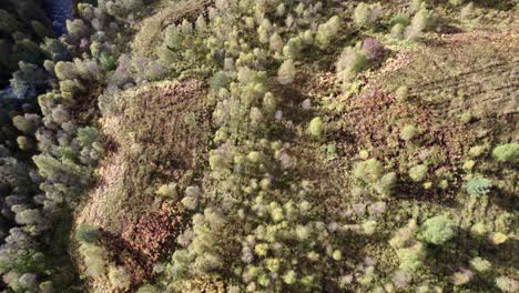 Un-Dron-Vuela-Hacia-Atrás-Sobre-Un-Río,-Un-Colorido-Bosque-De-Abedules-Nativos-Y-Un-Fragmento-Aislado-Del-Antiguo-Bosque-De-Pinos-Caledonios-En-Otoño