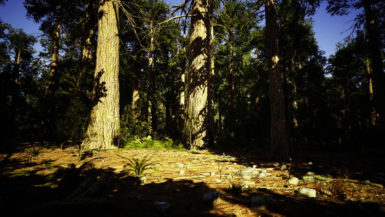 Forest landscape with tall trees and sunlight