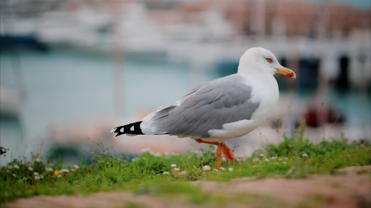 Close up of a seagull walking at the beach with a blurred view of the harbour on the background