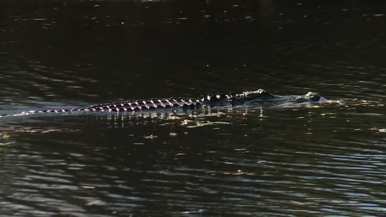 Two alligators gliding silently through swamp water in afternoon sun, Okefenokee Swamp, USA