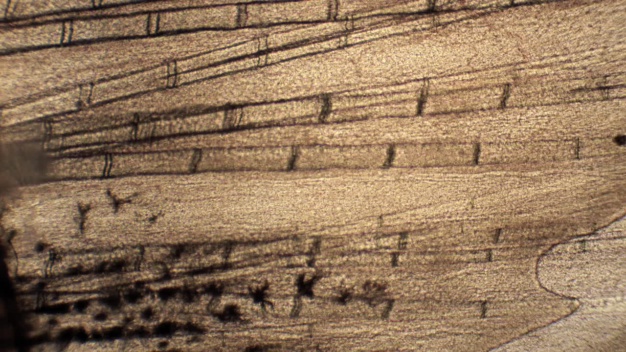 las células sanguíneas se mueven a través de los vasos en la aleta caudal de un pez