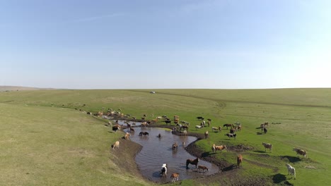 herd of cows and horses drinking from a pond in a field