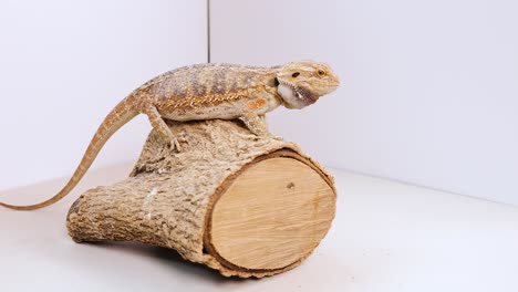 a bearded dragon explores a log in a simple, well-lit environment. the video captures subtle movements and natural behavior