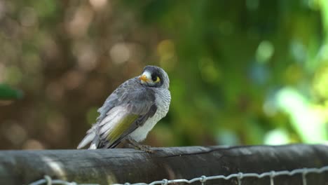 especies protegidas en australia, incipiente minero ruidoso juvenil, manorina melanocephala posado en la valla bajo el dosel contra el fondo borroso de las hojas de los árboles, broadbeach, queensland