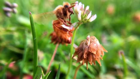 a macro close up shot of a honey bee flying from one flower to another