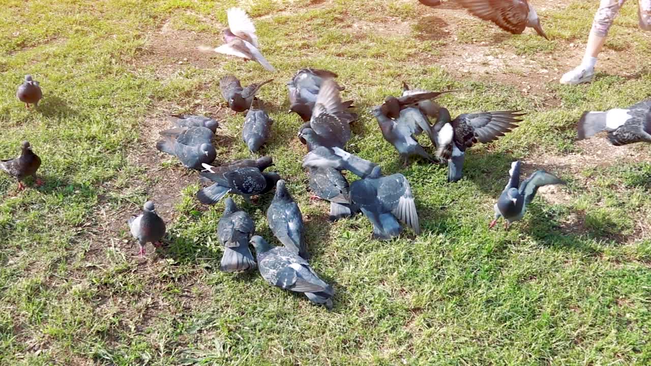 palomas en un parque con niños