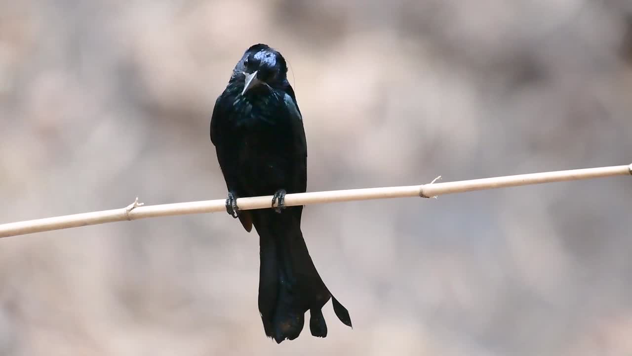 머리깃드롱고 또는 서로 구별하기 까다로울 수 있는 dicrurus bracteatus 또는 스팽글드롱고와 동종인 dicruridae과의 아시아의 새입니다.