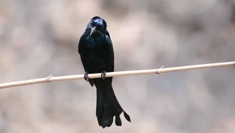 el drongo con cresta de pelo o es un ave en asia de la familia dicruridae que era conespecífico con dicrurus bracteatus o drongo con lentejuelas en el que puede ser difícil diferenciar entre sí
