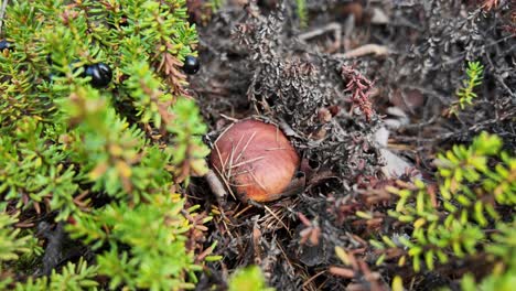 Explora-La-Vibrante-Flora-De-Yakutia-Mientras-Una-Criatura-Inusual-Emerge-De-La-Tierra-En-Medio-De-La-Colorida-Vegetación-Otoñal,-Mostrando-Las-Maravillas-Ocultas-De-La-Naturaleza.