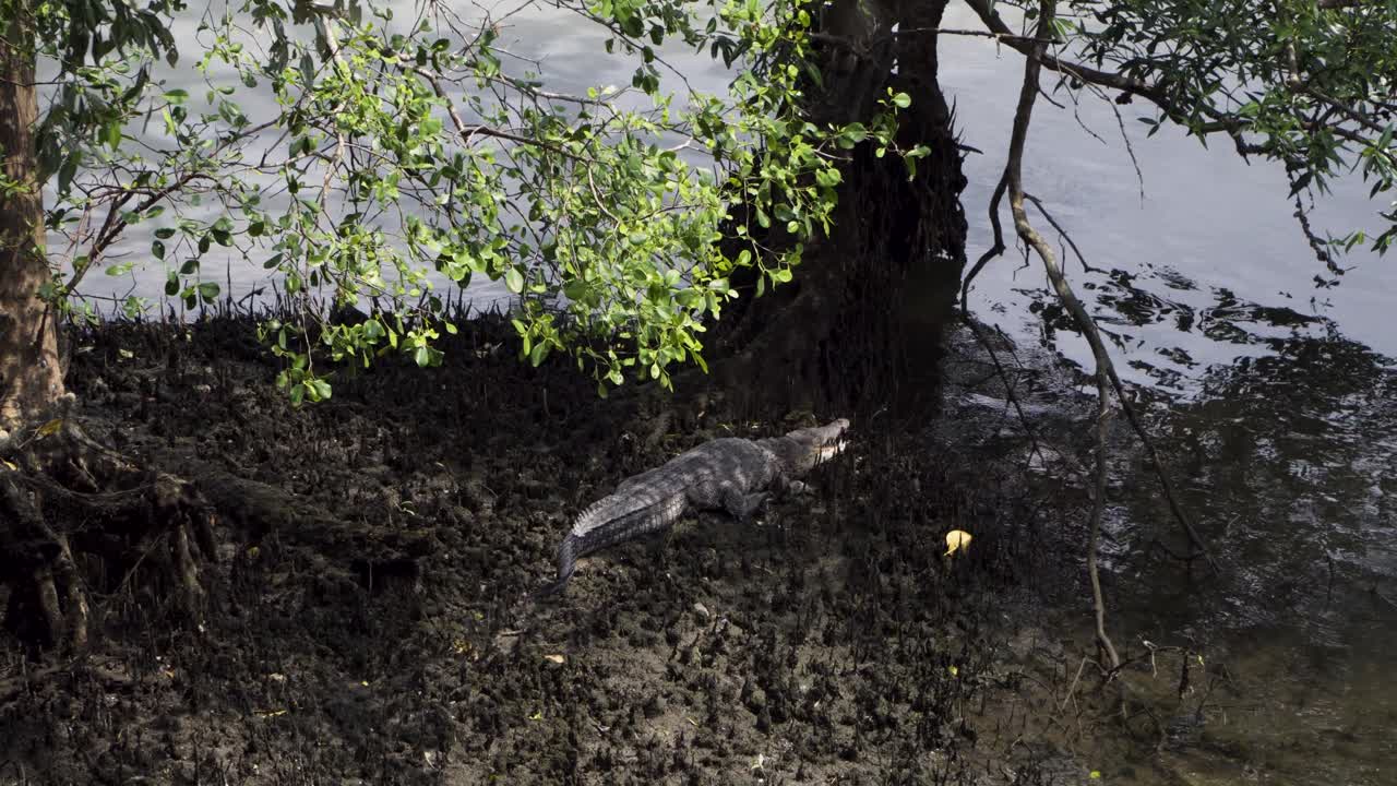 cocodrilo de agua salada en la orilla del río abre su boca debajo de un árbol en la reserva de humedales sungei buloh, singapur