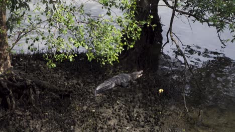 Cocodrilo-De-Agua-Salada-En-La-Orilla-Del-Río-Abre-Su-Boca-Debajo-De-Un-árbol-En-La-Reserva-De-Humedales-Sungei-Buloh,-Singapur