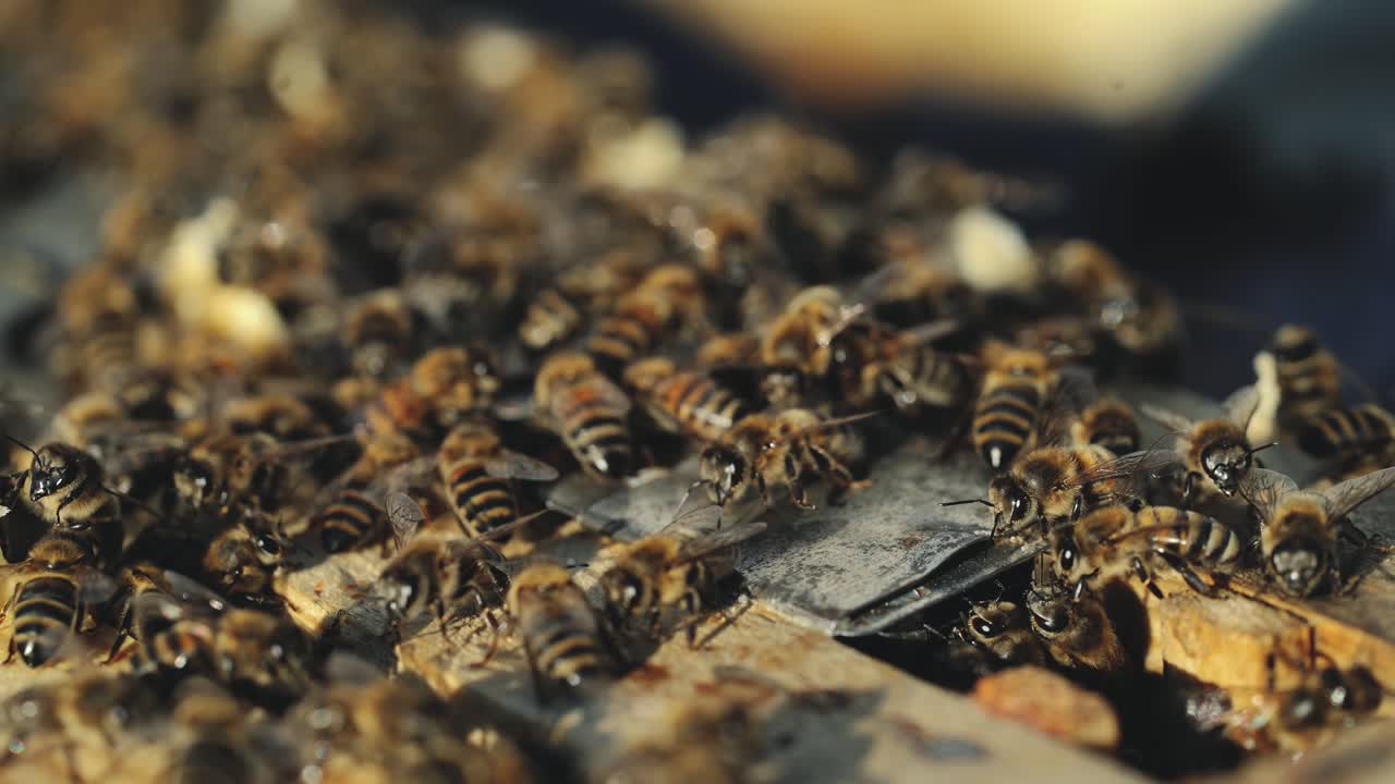 Close up view of the working bees on honey cells. Working bees on honeycomb. Bees on honeycombs