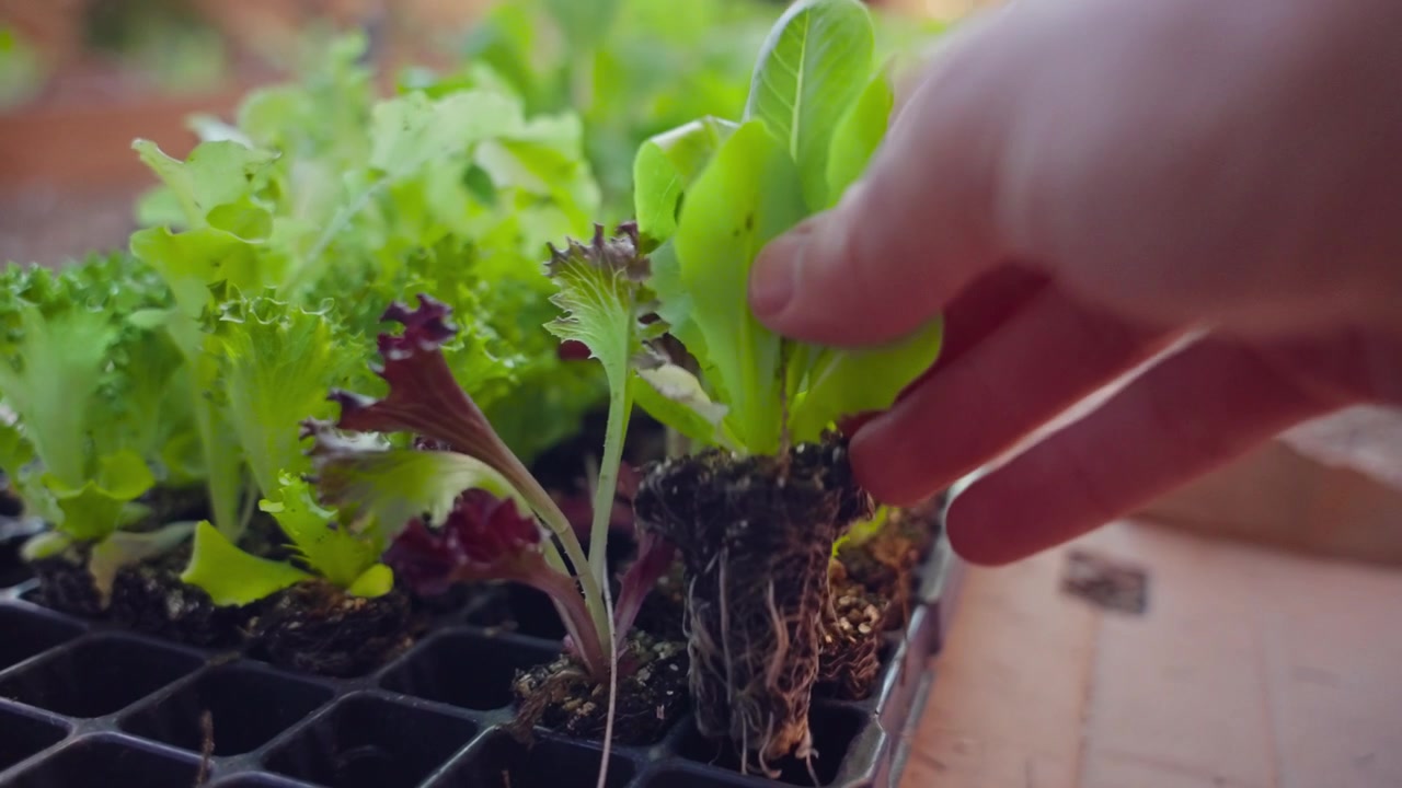 Mano sacando un brote de planta de una bandeja en una granja orgánica o jardín comunitario. Persona sosteniendo una pequeña plántula de verdura joven antes de plantarla en la tierra. Jardinero levantándola con cuidado.