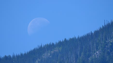 Picturesque-Of-Half-Moon-Rising-In-The-Sky-Above-Pine-Trees-At-Lillooet-Lake-In-B