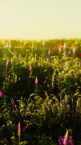 un hermoso campo de flores silvestres