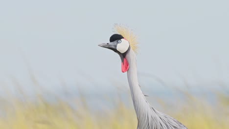 Slow-Motion-Shot-of-Portrait-of-Grey-Crowned-Crane-head-looking-and-watching-over-African-landscape-in-Maasai-Mara-National-Reserve,-Kenya,-Africa-Safari-Animals-in-Masai-Mara-North-Conservancy