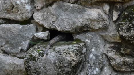 Cola-De-Una-Iguana-Que-Sobresale-De-La-Pared-Del-Edificio-Del-Altar-En-San-Gervasio,-Sitio-Arqueológico-Maya,-Cozumel,-México