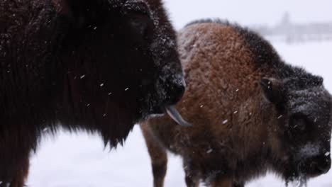bisonte, vaca, y, ternero, juntos, en, snowstorm, slomo