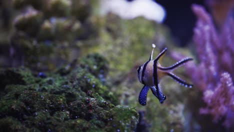 peces cardenal en busca de alimento entre los corales