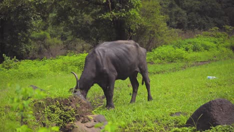 buffalo eating grass in forest