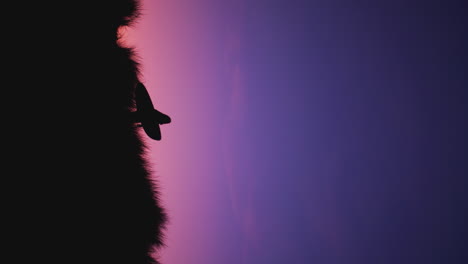 silhouette of female surfer carrying surfboard across dunes against setting sun